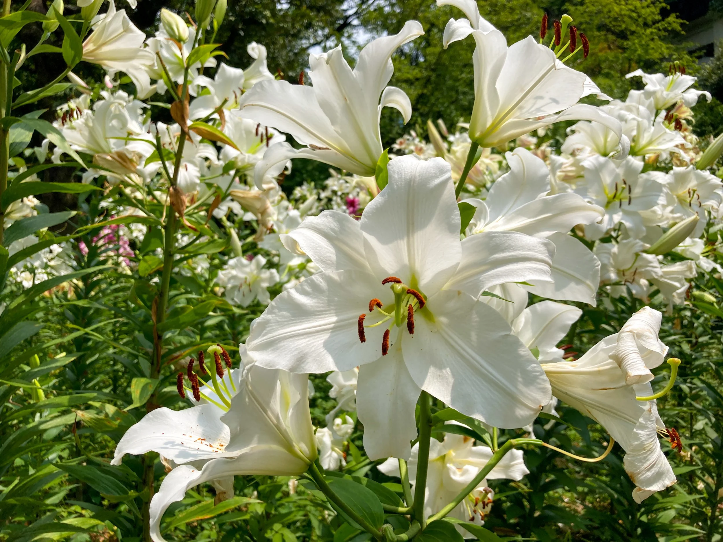 Lilium 'Casa Blanca' - Omnia Botanica